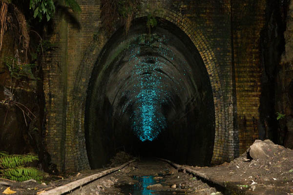 Glühwürmchen-Tunnel in Helensburgh, Australien