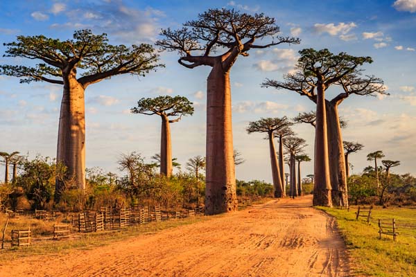 Baobab Allee auf Madagaskar