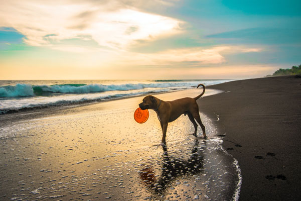 Hund am Strand, Sonnenuntergang