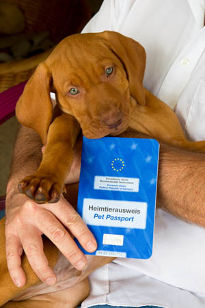 Hund mit Heimtierausweis