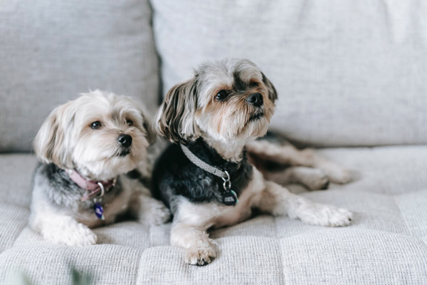 Zwei kleine Hunde sitzen auf einer Couch