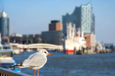 Hamburg, Deutschland - Möwe, im Hintergrund der Elbtower