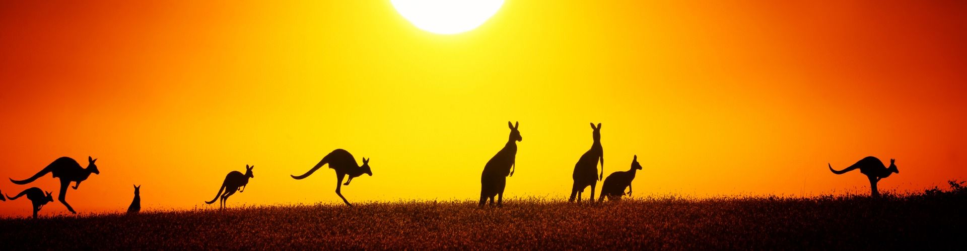 Kängurus in Australien