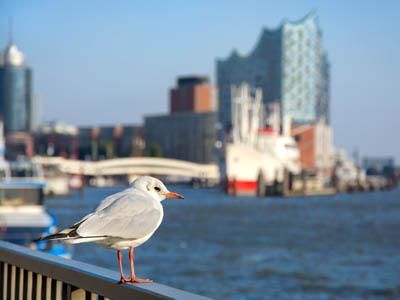 Hamburg, Deutschland - Möwe und Blick auf den Elbtower