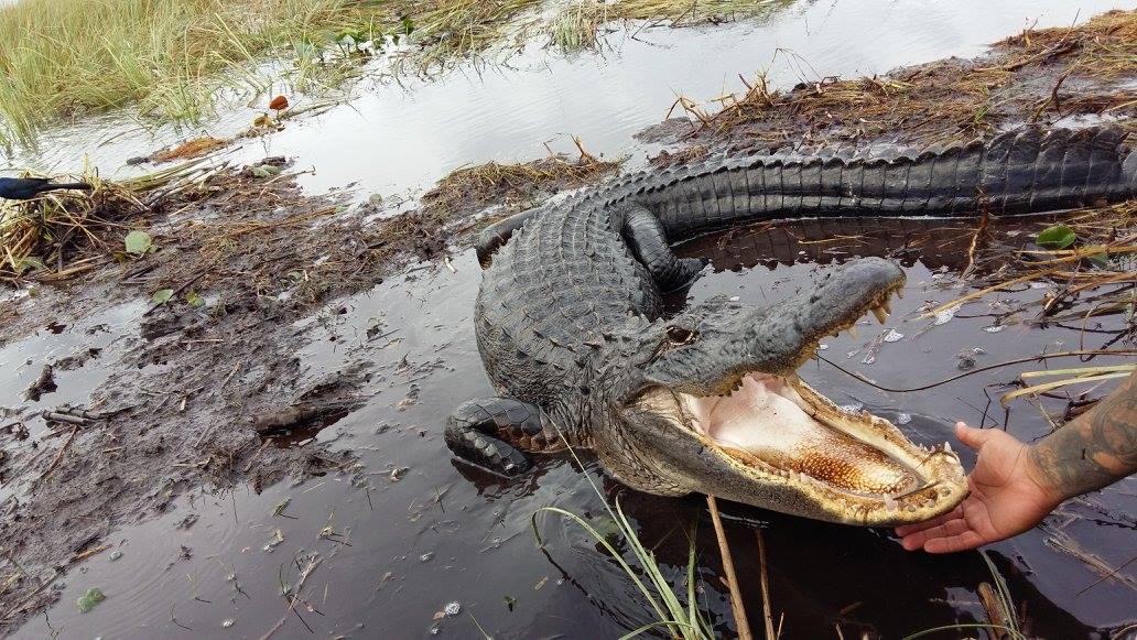 Alligator mit offenem Mund in den Everglades, Florida