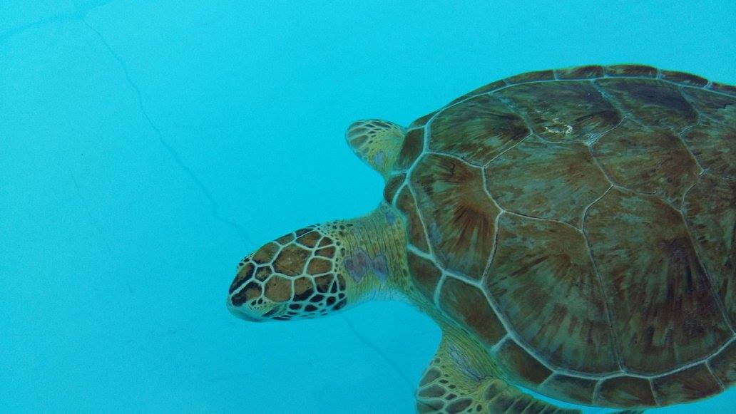Verletzte Schildkröte im Krankenhaus von Marathon Key, Florida
