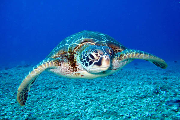 Schwimmende Schildkröte