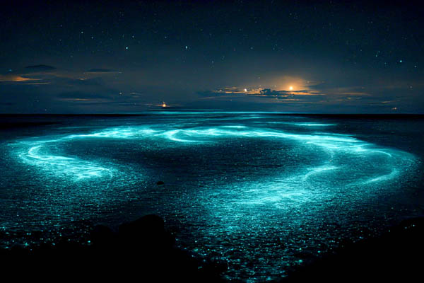 Leuchtends Plankton im Meer, Biolumineszenz 