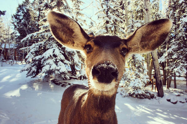 Wildtiere im Winterurlaub beobachen.