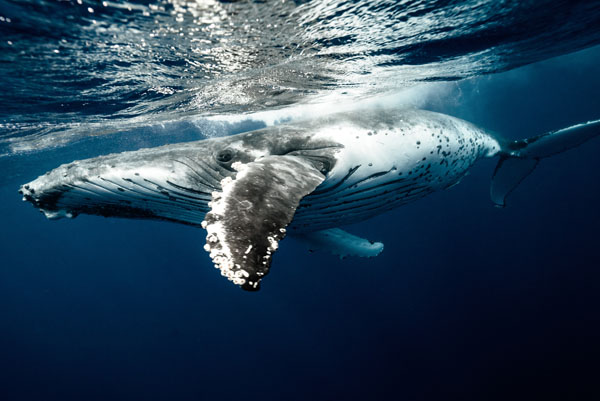 Buckelwal unter Wasser, Australien Walbeobachtung