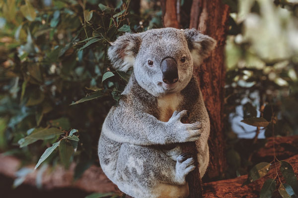 Koalabär, der in einem Baum sitzt