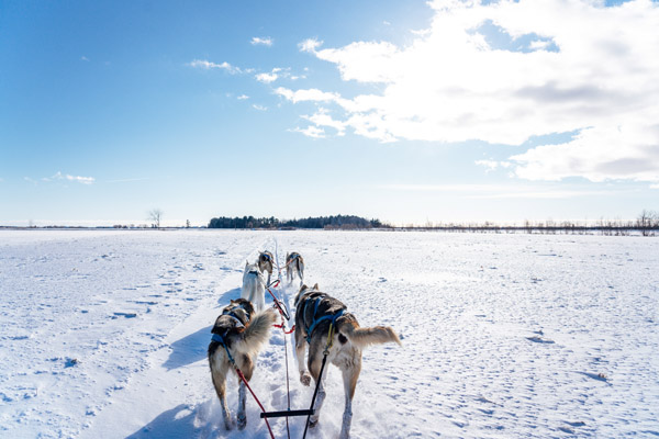 Hundeschlittenfahrt mit Huskys im Schnee, Lappland