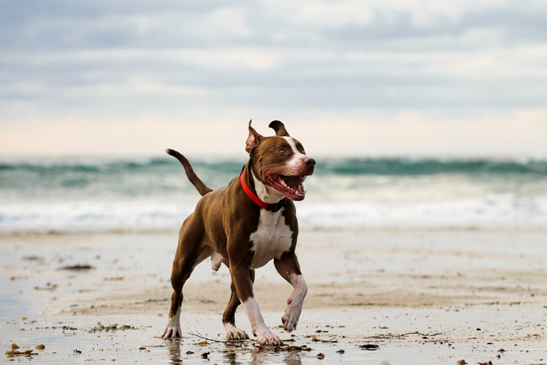 Hundestrände in Italien entdecken mit der Allianz Travel Versicherung