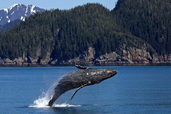 Whalewatching in Kanada, Buckelwal springt in die Luft
