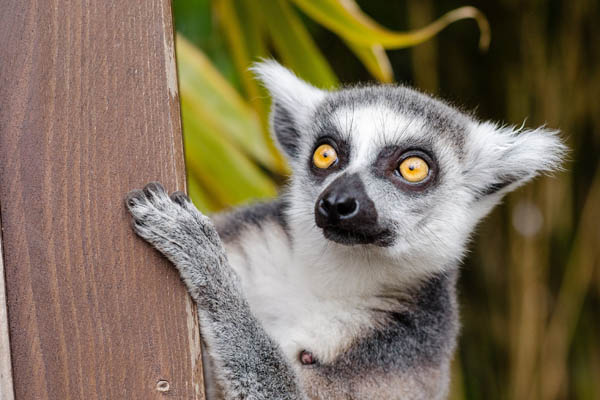 Lemur mit gelben Augen