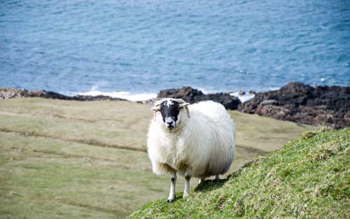 Schottland Reise, ein Schaf in der Landschaft Schottlands
