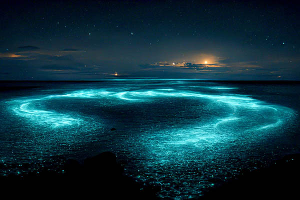 Leuchtends Plankton im Meer, Biolumineszenz 