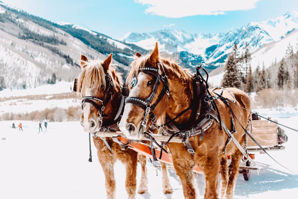 Im Pferdeschlitten durch die Winterlandschaft reisen.