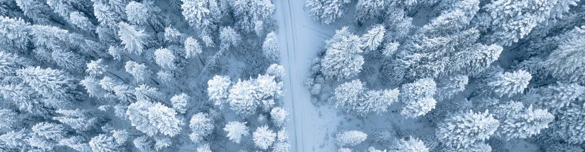 Aufnahme schneebedeckter Bäume aus der Luft