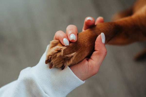 Frauenhand hält Hundepfote