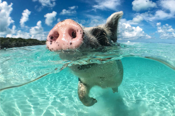 Ein Glücksschwein badet im Meer auf den Bahamas
