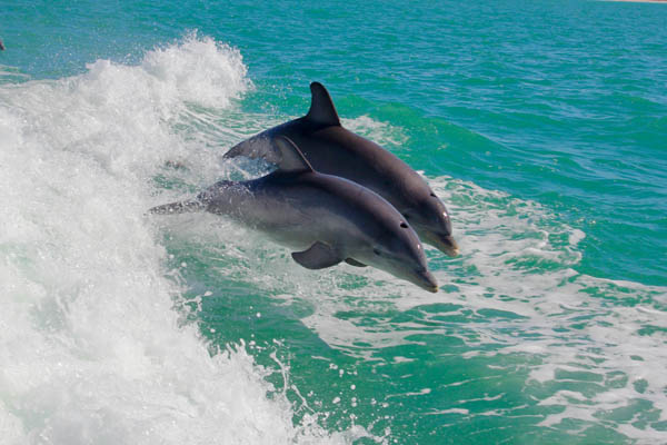 Zwei im Wasser springende Delphine