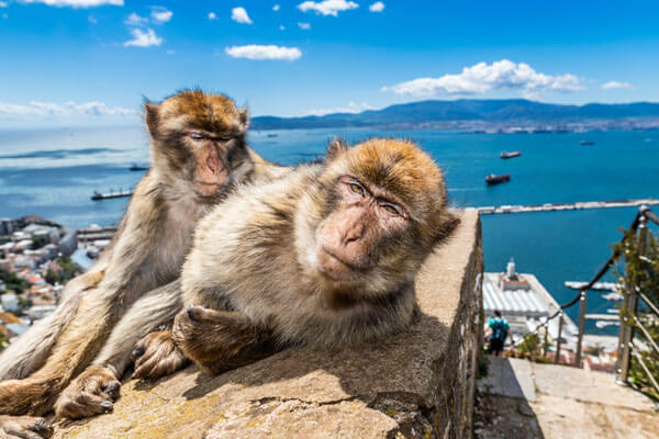 Affen in Gibraltar im Hindergrund das Meer