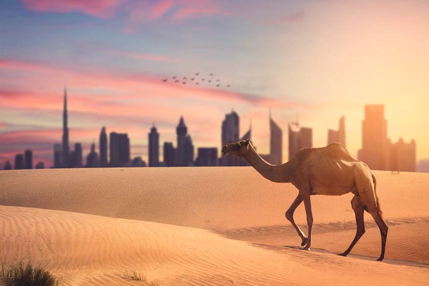 Skylife von Dubai, Abenteuer in der Wüste mit Kamel
